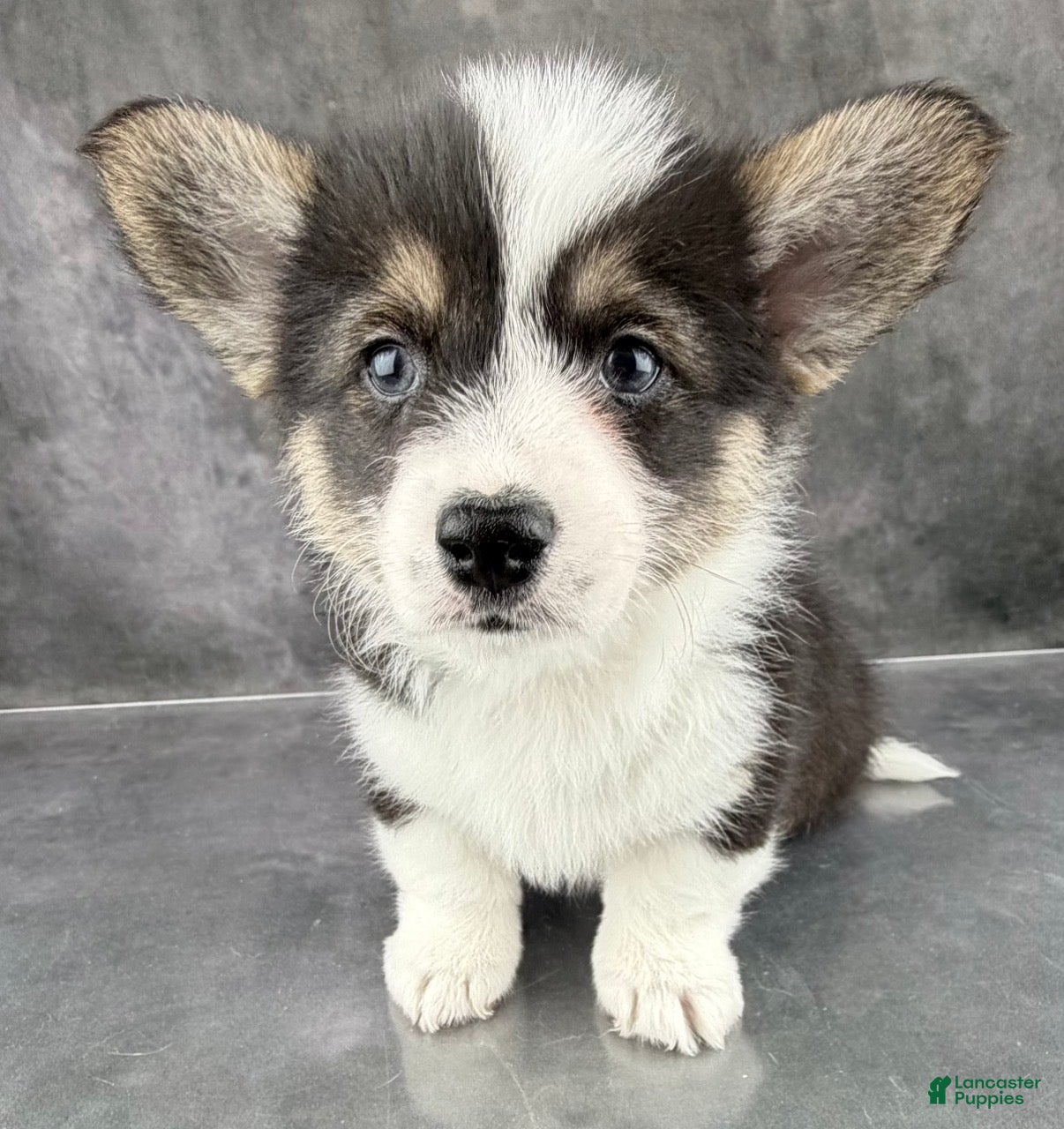 Welsh Corgi Pembroke dogs Gus Tailed Baby ❤️ - Ad 2