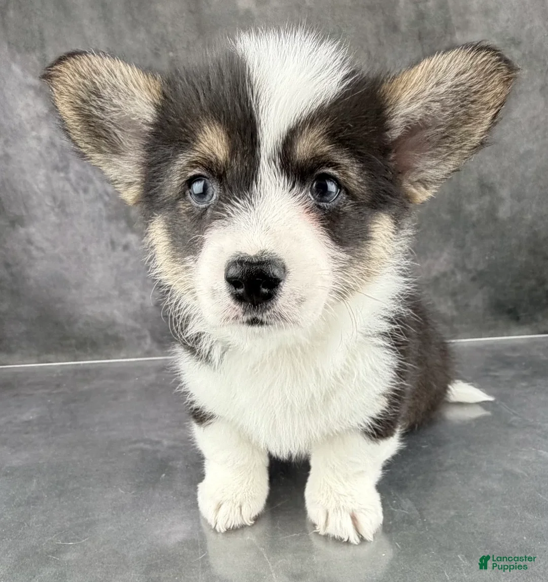 Welsh Corgi Pembroke dogs for sale: Gus Tailed Baby ❤️ - Ad 2