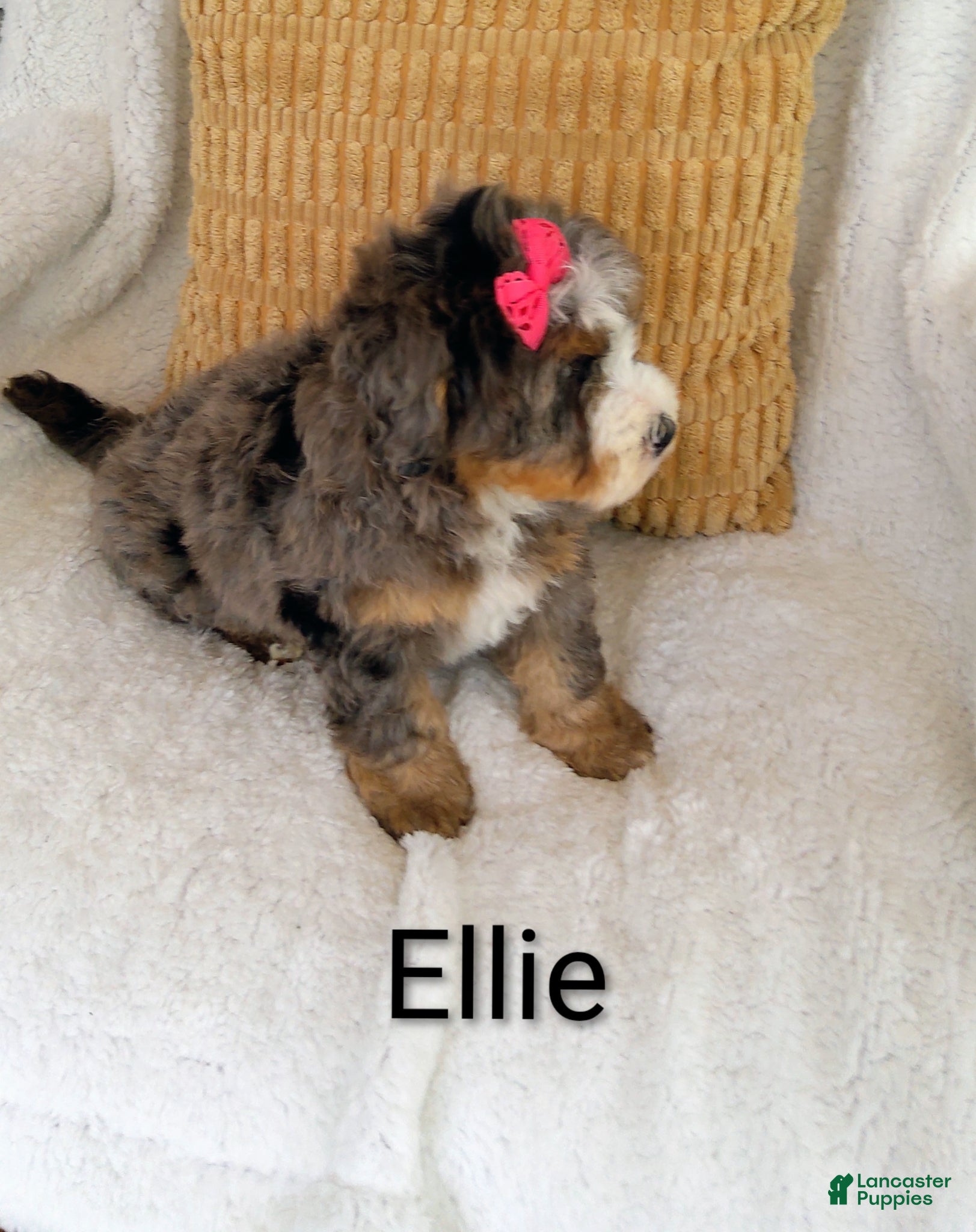 Bernedoodle dogs Bernedoodle Puppy 3 - Ad 1