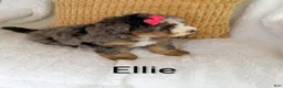Bernedoodle dogs for sale: Bernedoodle Puppy 3 - Ad 12