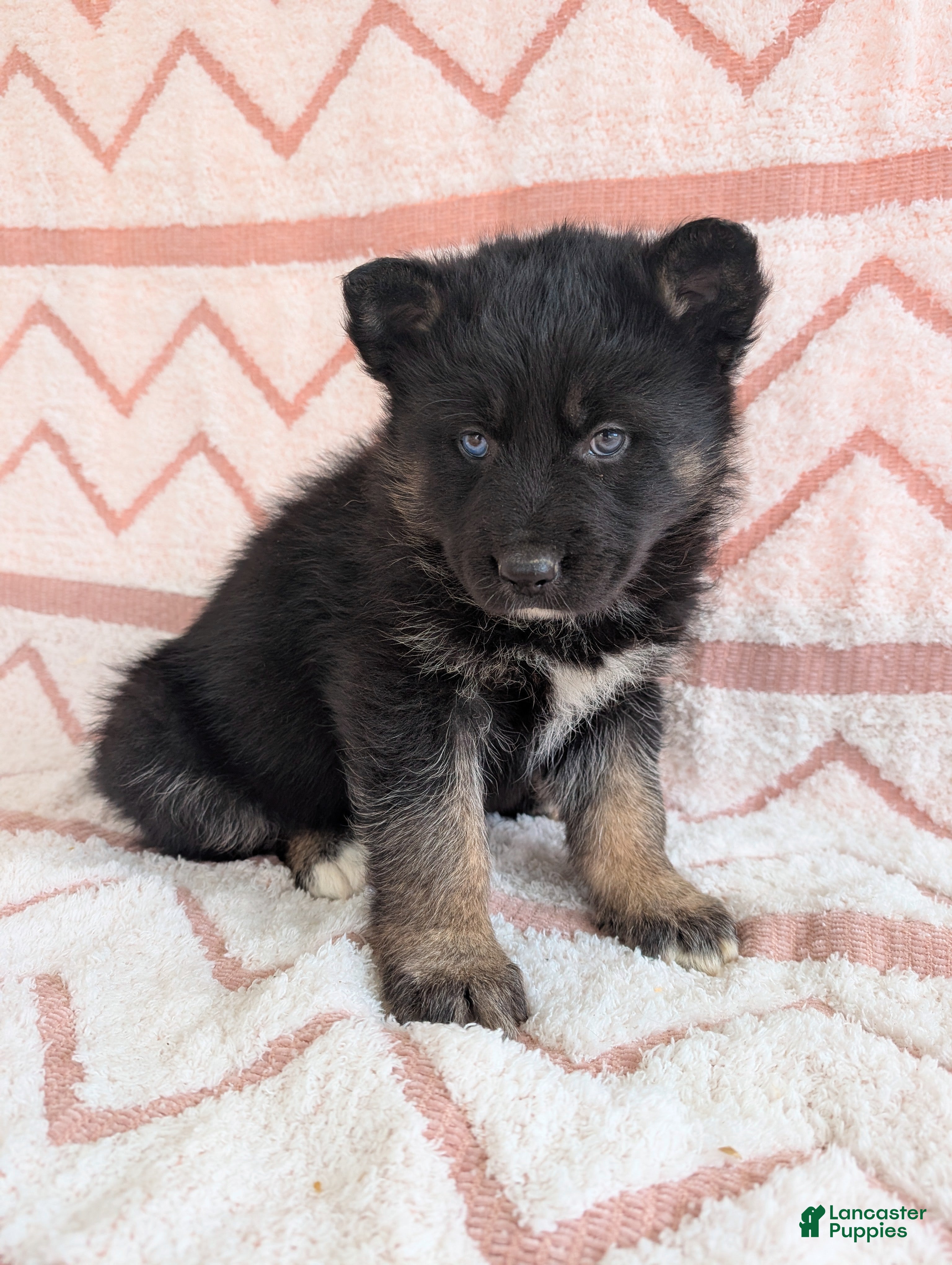 Gerberian Shepsky dogs Callie  - Ad 1