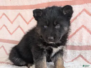 Gerberian Shepsky dogs for sale: Callie - Ad 2