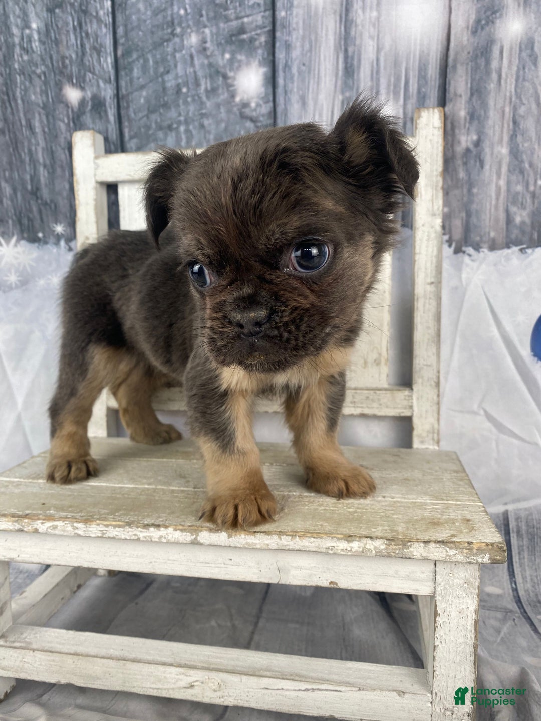 French Bulldog dogs for sale: Laken - Ad 10