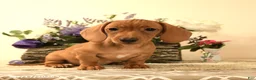 Miniature Dachshund dogs for sale: Casey - Ad 6