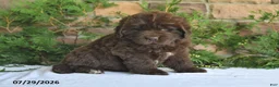 Newfoundland dogs for sale: Mason - Ad 4
