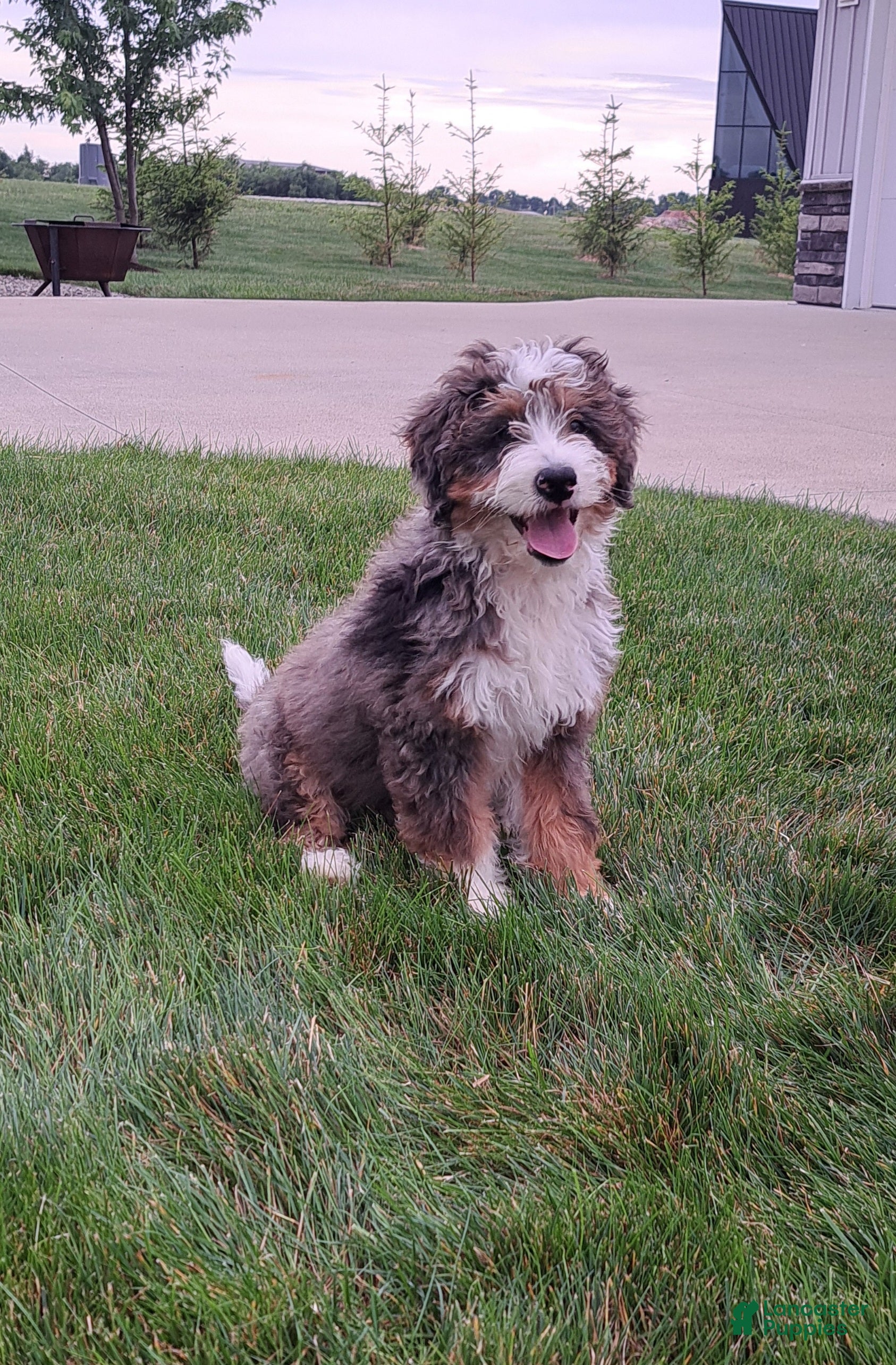 Mini Bernedoodle dogs Oliver - Ad 1