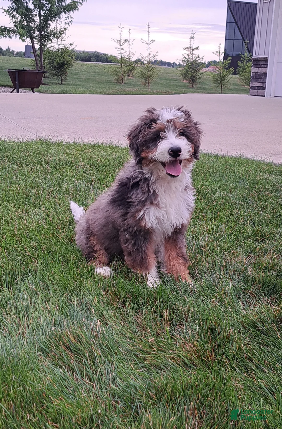 Mini Bernedoodle dogs for sale: Oliver - Ad 1