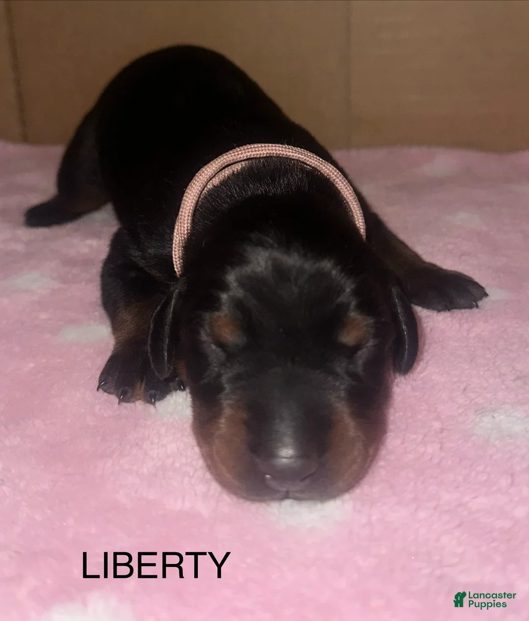 Doberman Pinscher dogs for sale: Liberty - Ad 1