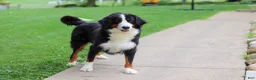 Mini Bernedoodle dogs for sale: Pelle - Ad 7