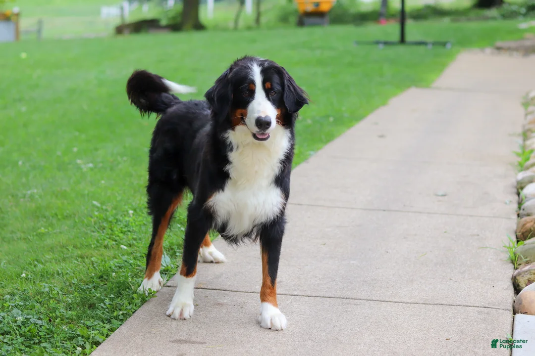 Mini Bernedoodle dogs for sale: Pelle - Ad 7
