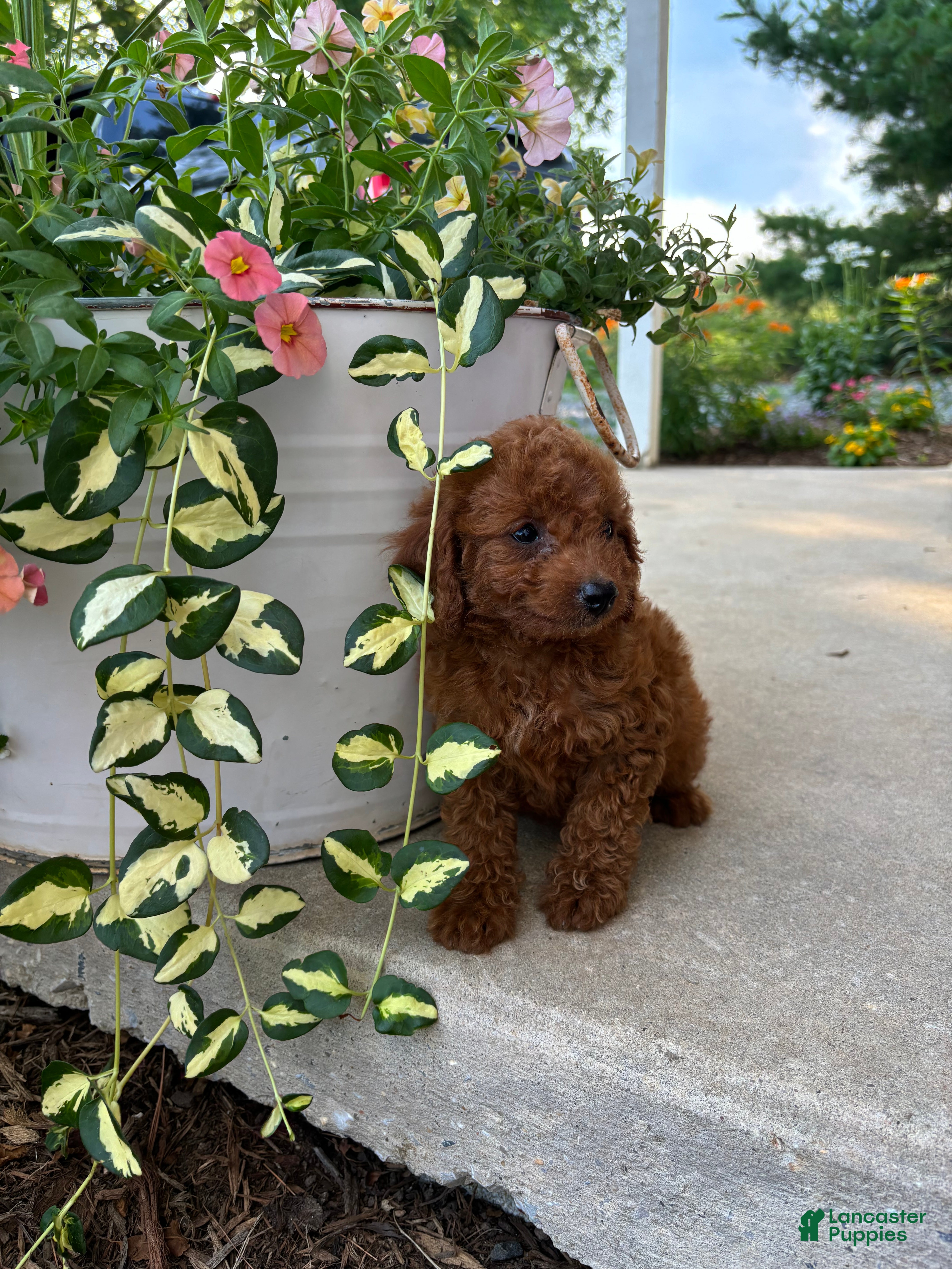 Bichpoo dogs Molly - Ad 2