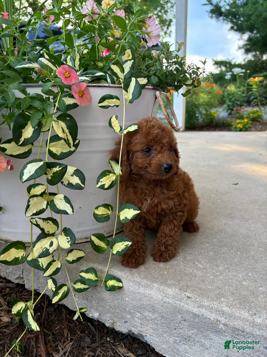 Bichpoo dogs for sale: Molly - Ad 2