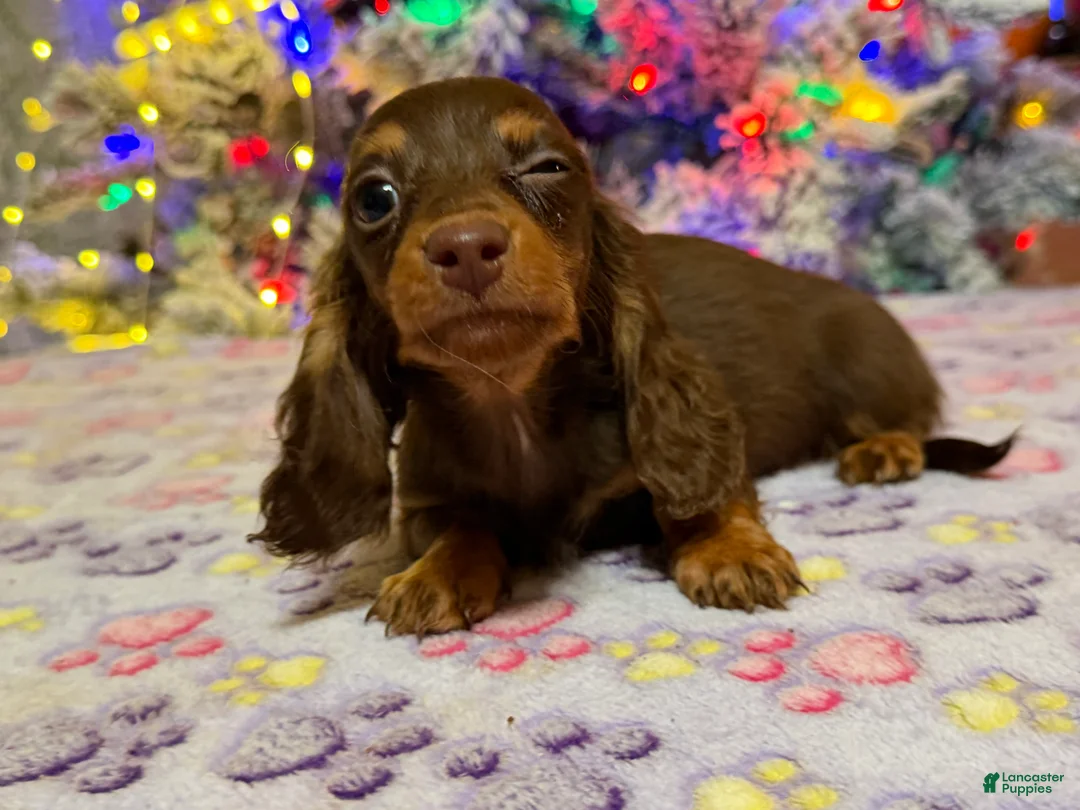Miniature Dachshund dogs for sale: Ready 12/24/25 - Ad 36