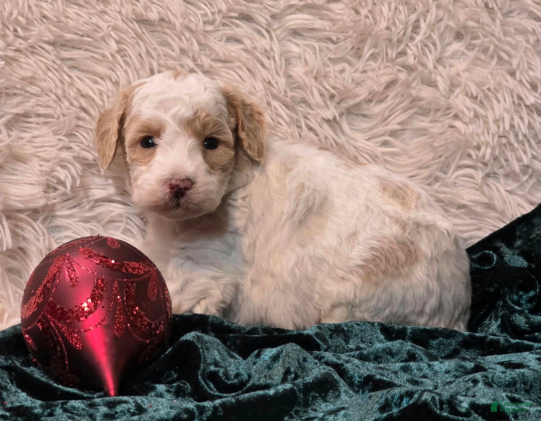 Mini Goldendoodle dogs for sale: Snowball - Ad 4