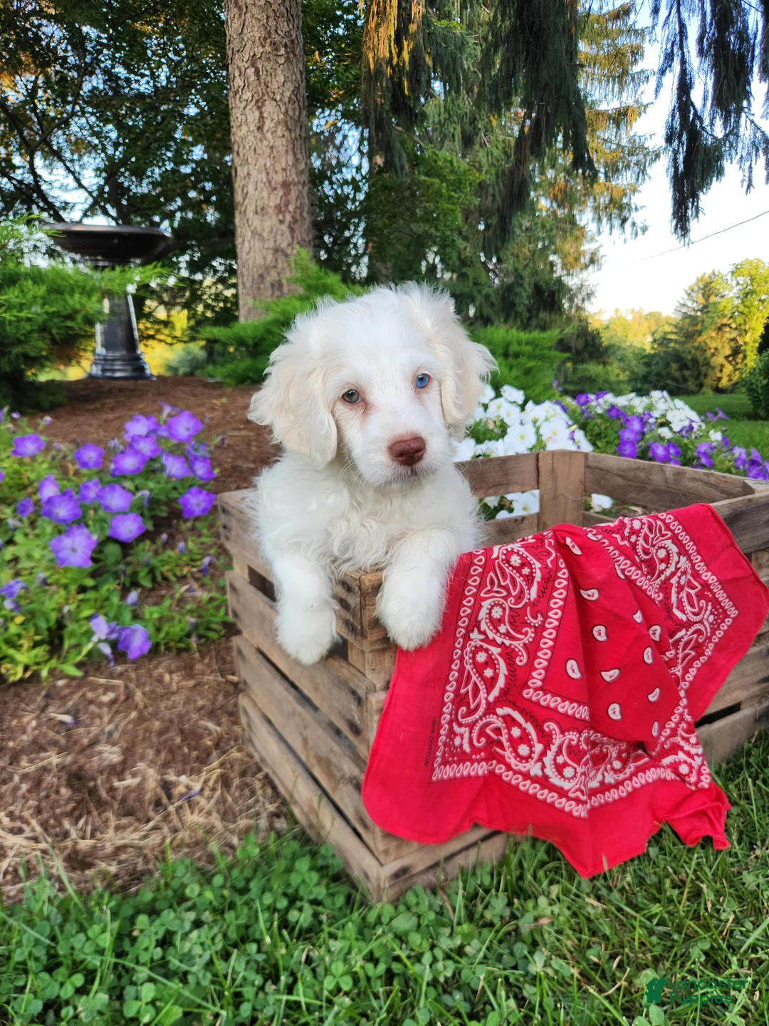 Cockapoo dogs for sale: Marshmallow - Ad 2