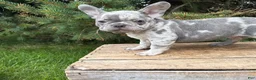 French Bulldog dogs for sale: Cyrus - Ad 4