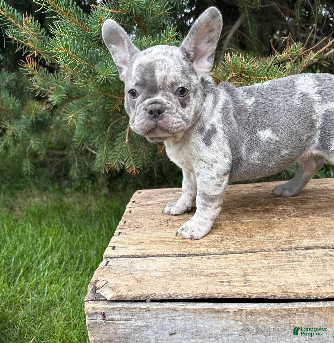 French Bulldog dogs for sale: Cyrus - Ad 4
