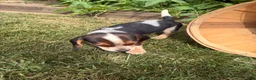 Beagle dogs for sale: Female purple collar summer 2026 - Ad 7