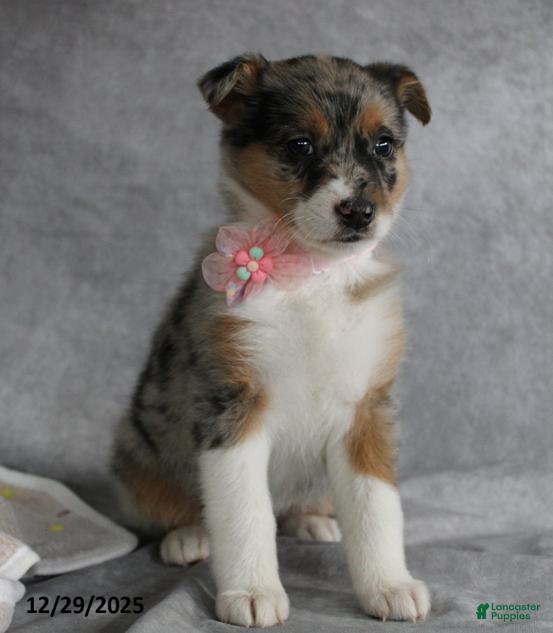 Mixed Breed dogs for sale: Amelia - Ad 4