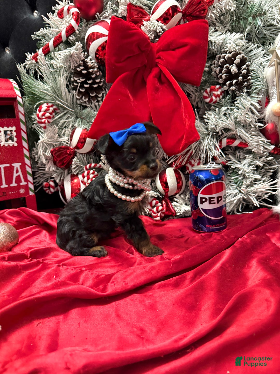 Yorkshire Terrier dogs for sale: Rigatoni  - Ad 10