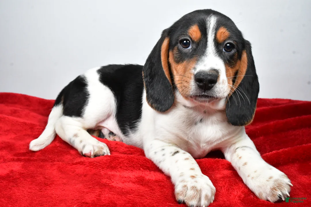 Beagle dogs for sale: Ryan - Ad 6
