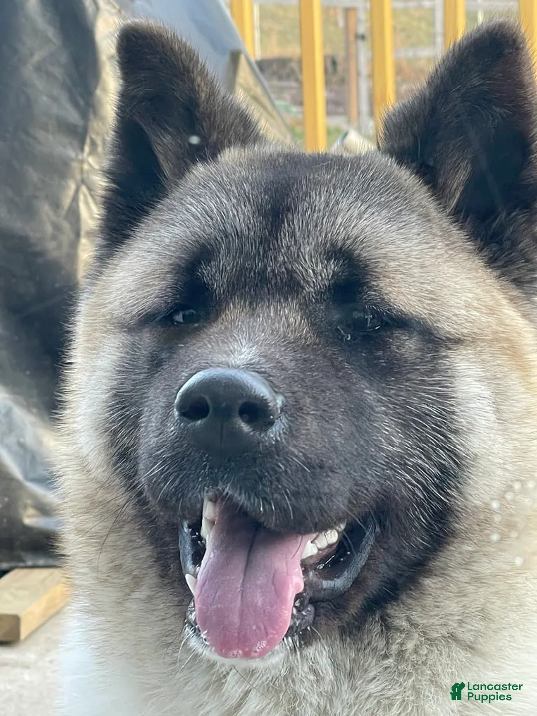 Gallery Image {{count}}