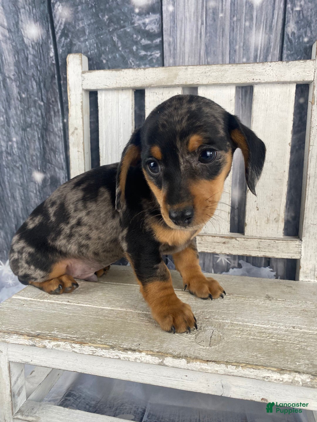 Miniature Dachshund dogs for sale: Rowdy - Ad 12