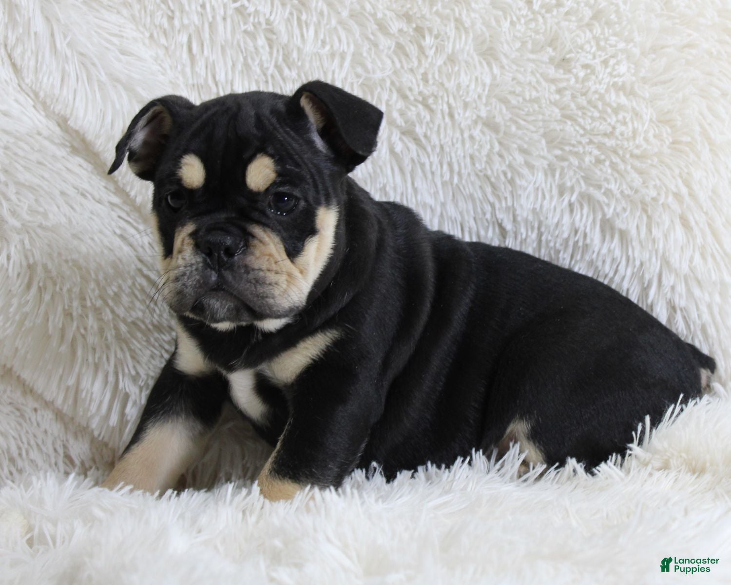 English Bulldog dogs Paris - Ad 23