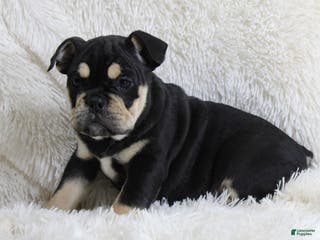 English Bulldog dogs Paris - Ad 13