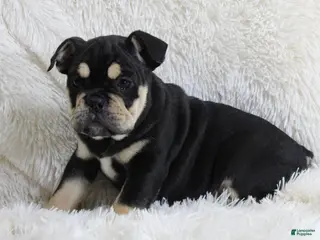 English Bulldog dogs Paris - Ad 32