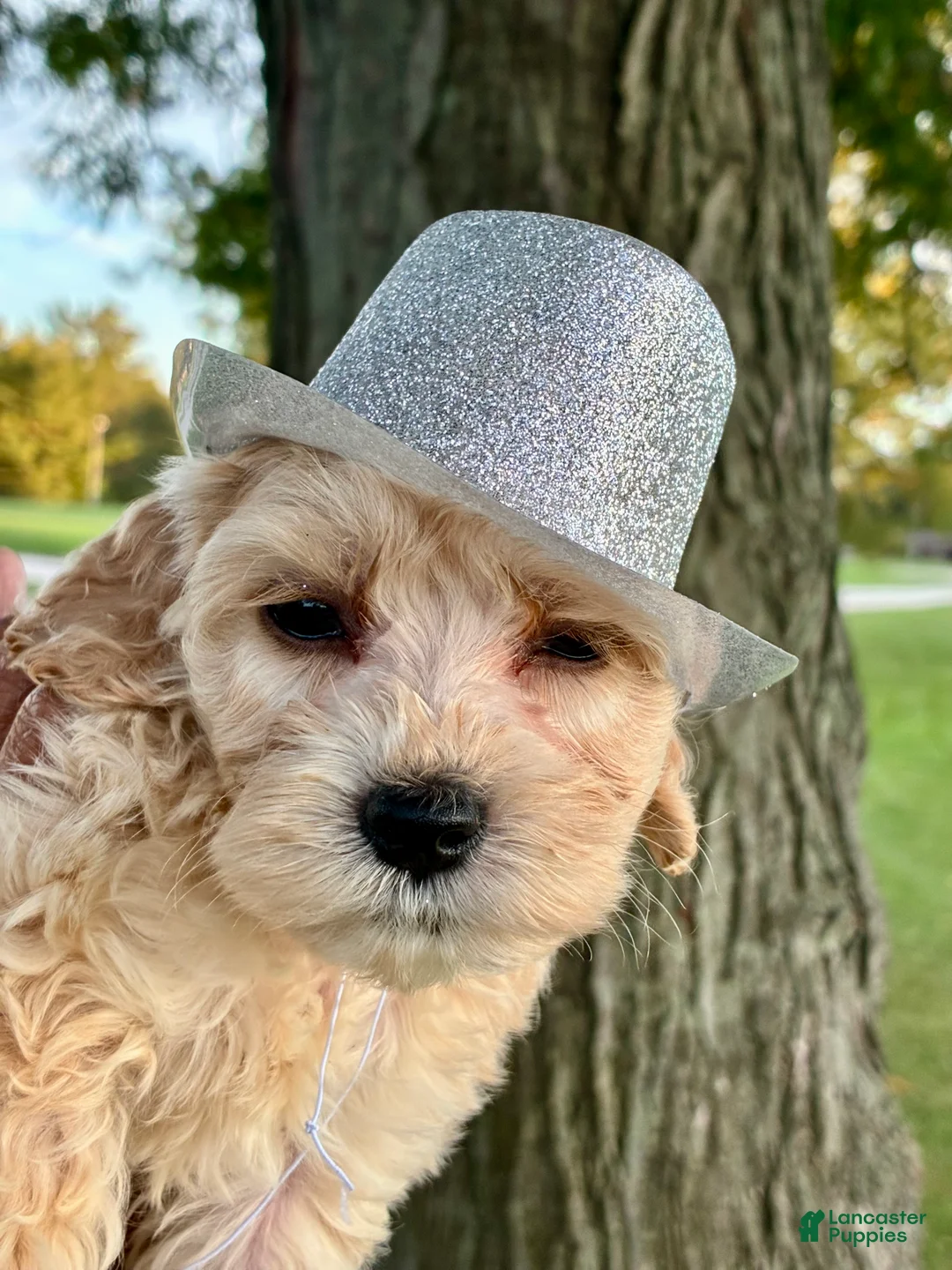 Cockapoo dogs for sale:  5. Simba - Ad 1
