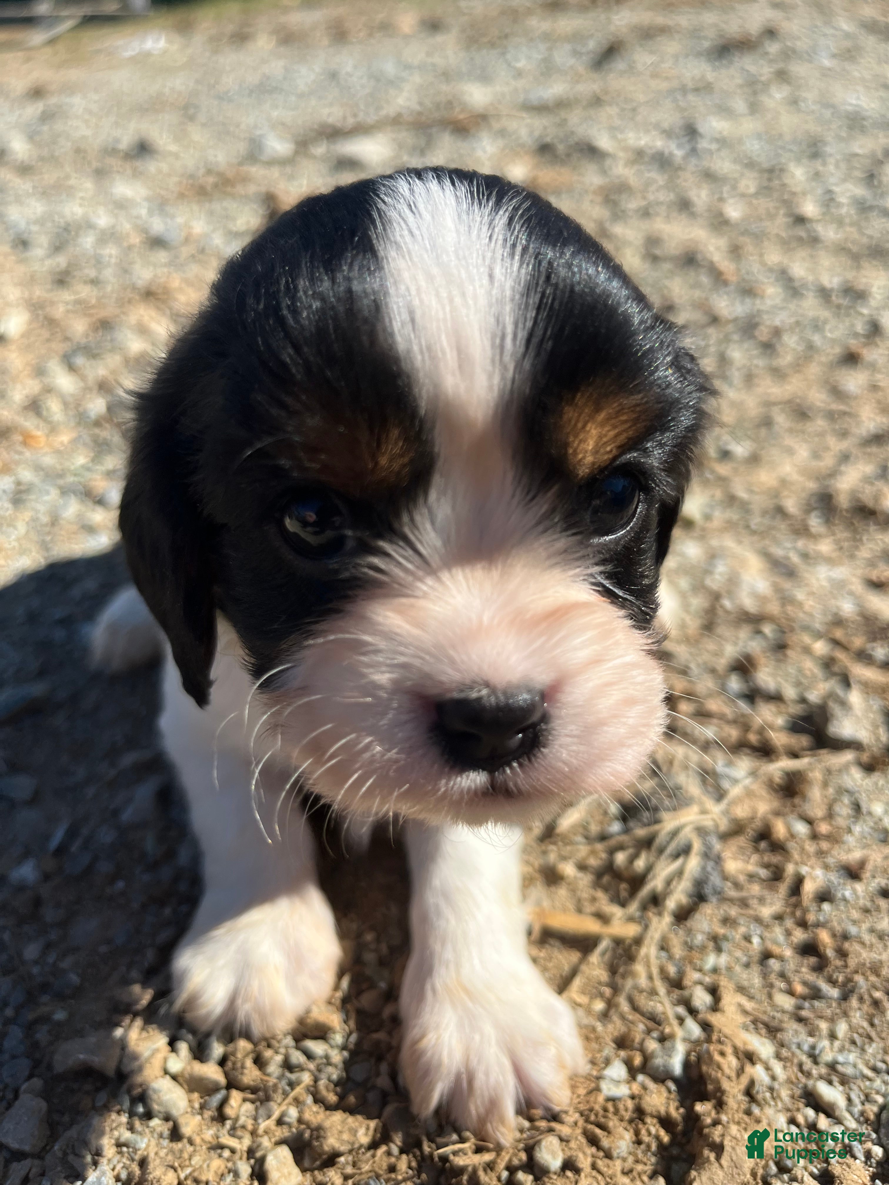Cavalier King Charles Spaniel dogs Bella - Ad 1
