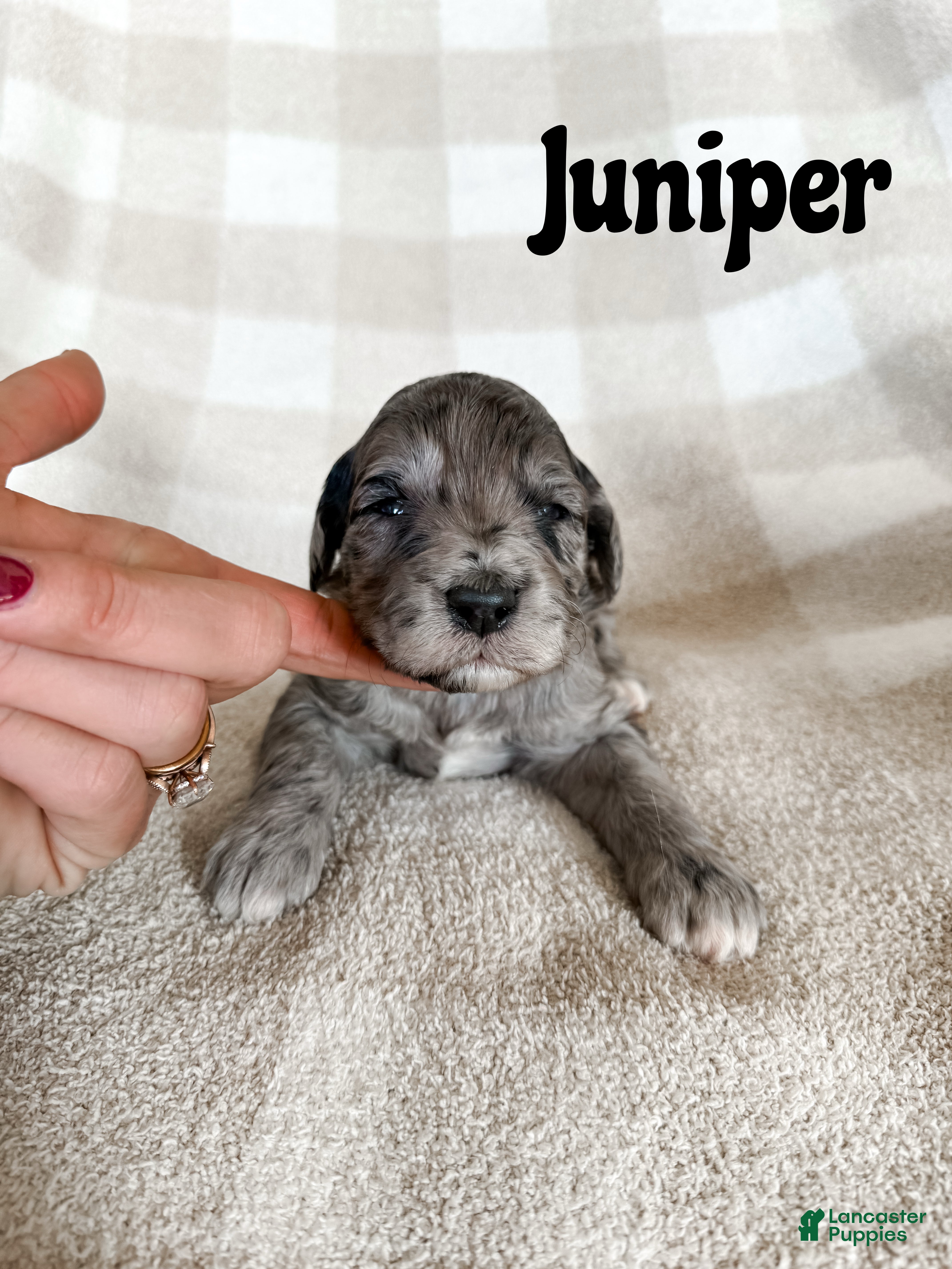 Aussiedoodle dogs Juniper - Ad 14