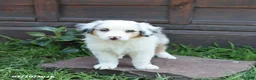 Australian Shepherd dogs for sale: Max - Ad 5
