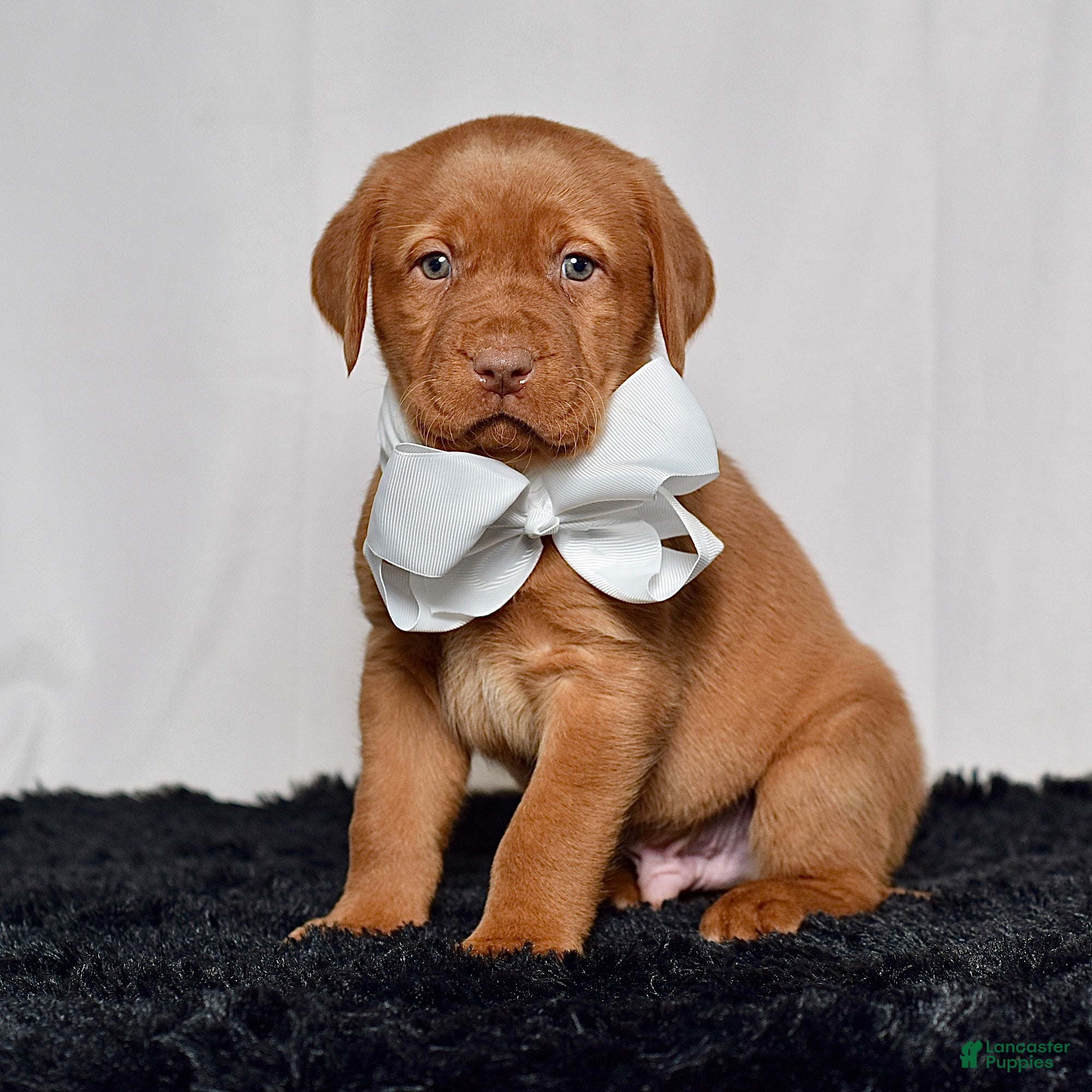 Labrador Retriever dogs Cooper - Ad 1