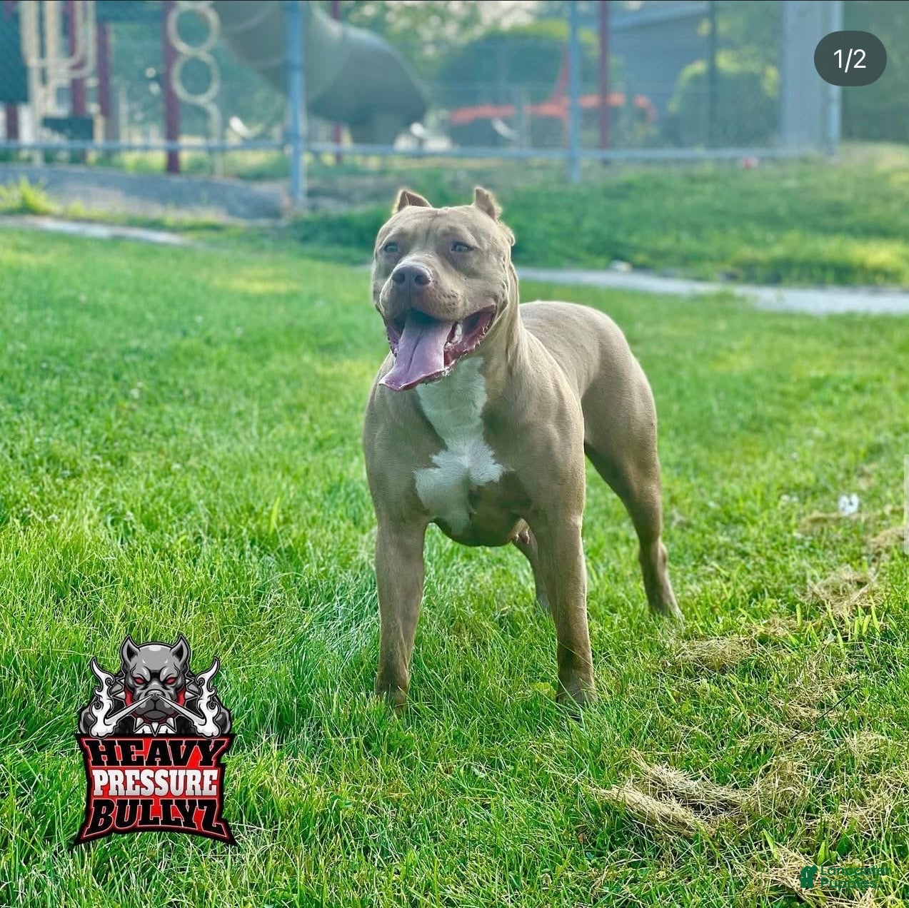 American Bully dogs American Bully Puppy 3 - Ad 2