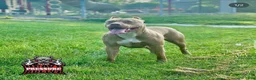 American Bully dogs for sale: American Bully Puppy 4 - Ad 2