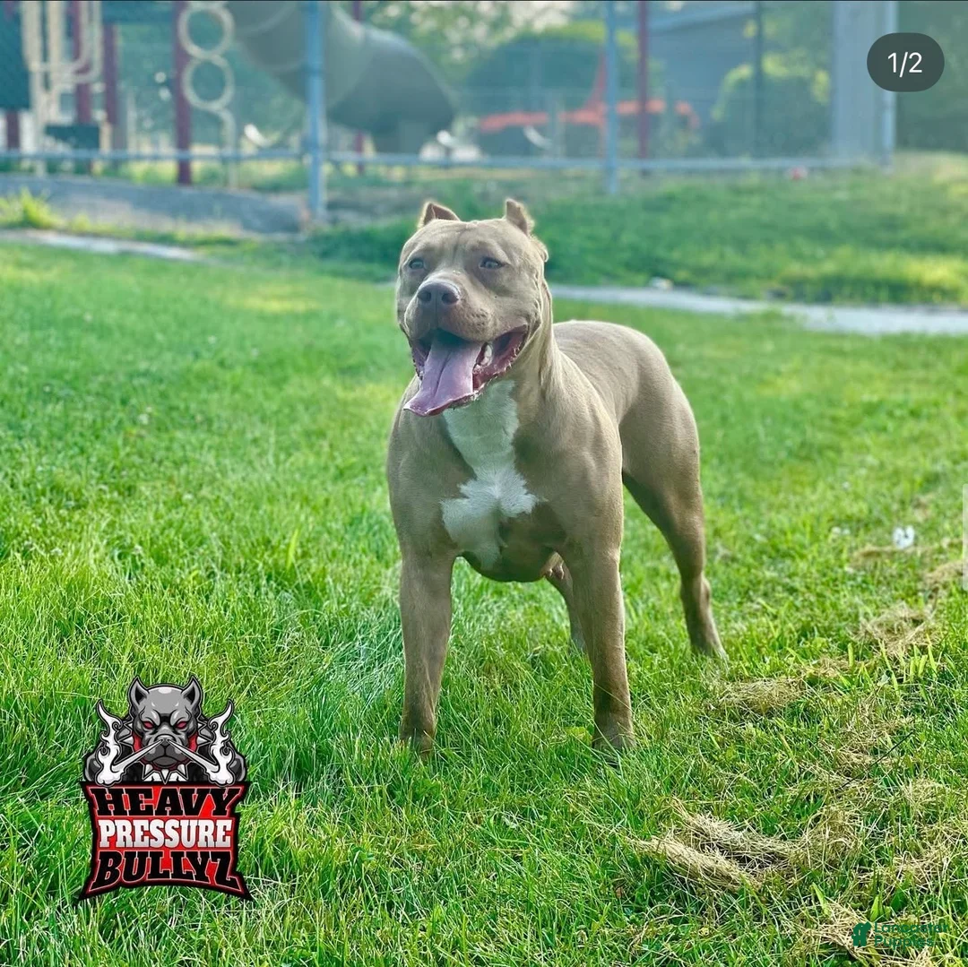 American Bully dogs for sale: American Bully Puppy 4 - Ad 2