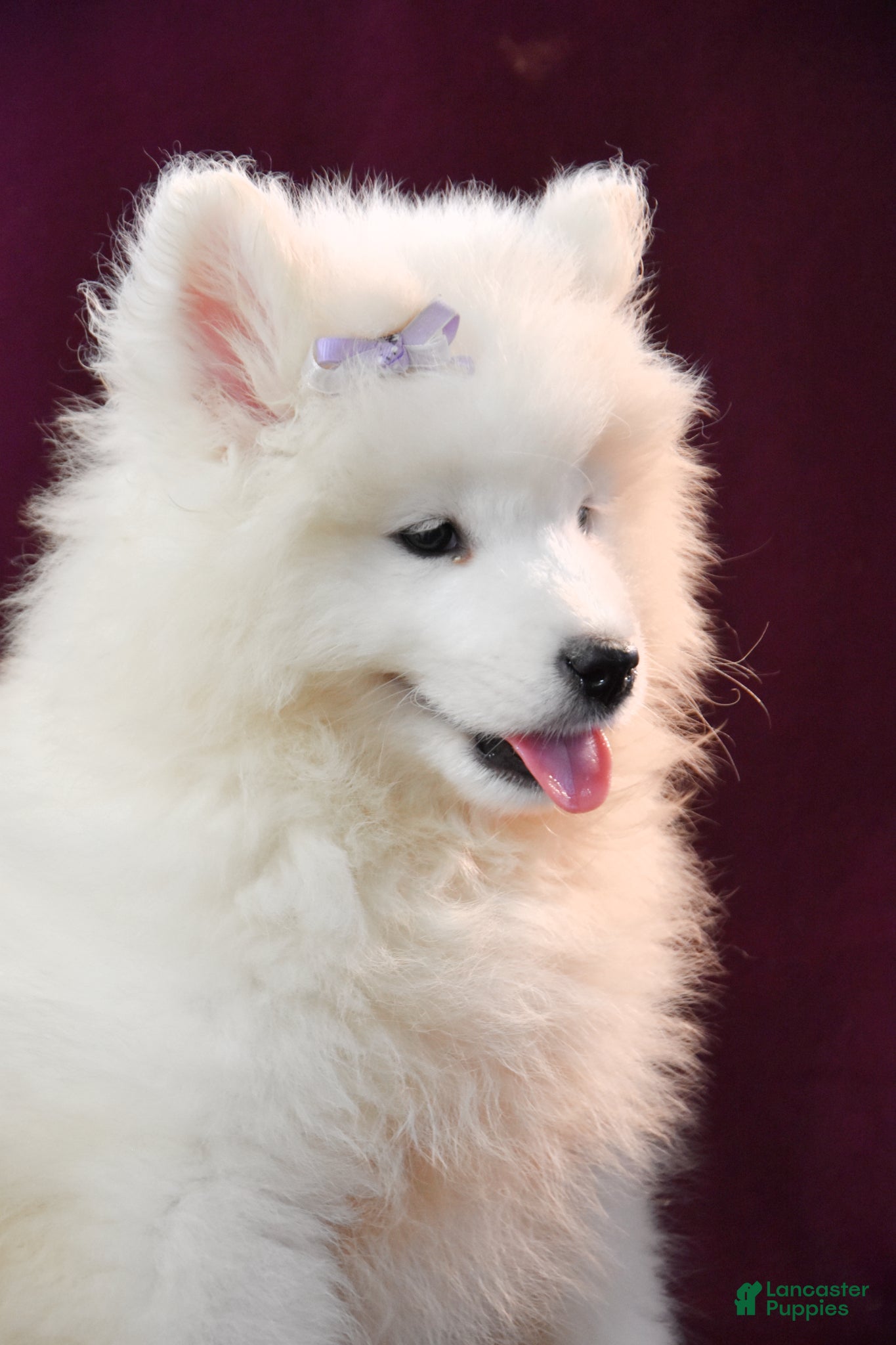 Samoyed dogs Demi - Ad 2