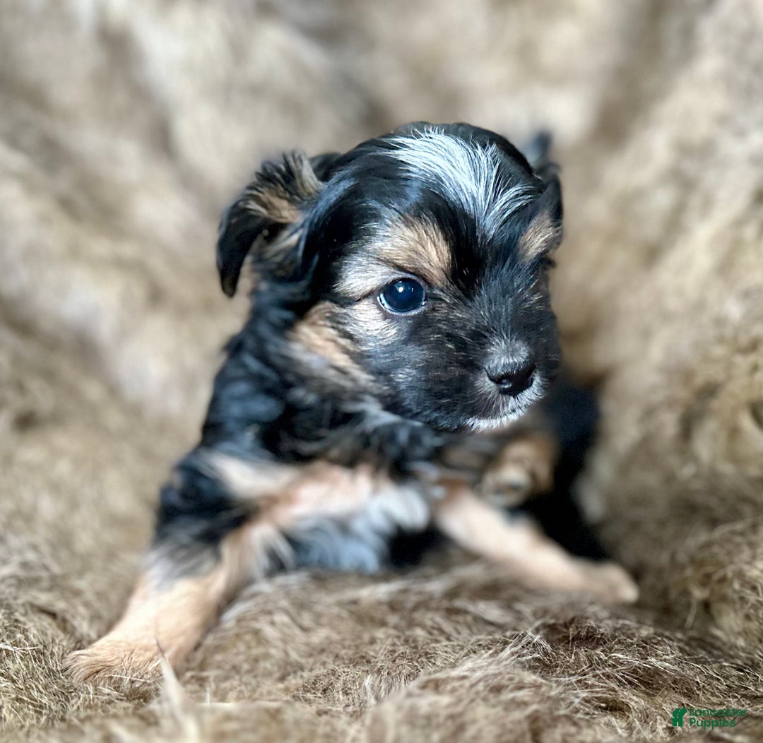 Shorkie dogs for sale: Isabel - Ad 4