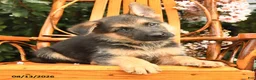 German Shepherd dogs for sale: Hunter - Ad 3
