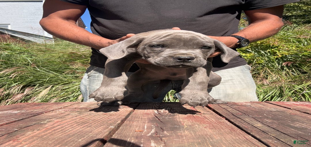 Gallery Image {{count}}