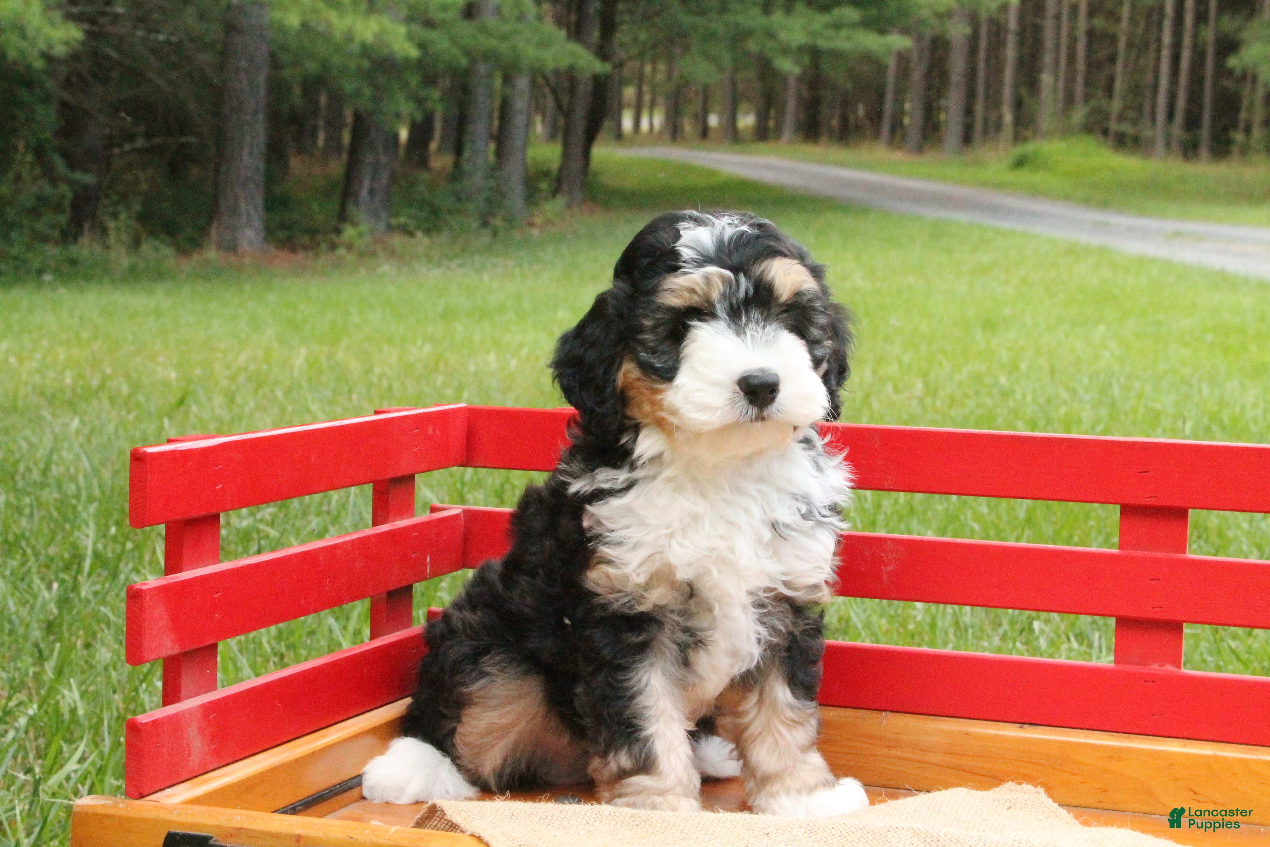 Mini Bernedoodle dogs Buddy - Ad 2