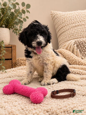 Mixed Breed dogs for sale: Piper - Brown Collar Pyredoodle - Ad 41