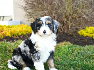 Mini Bernedoodle dogs for sale: Dylan - Ad 4