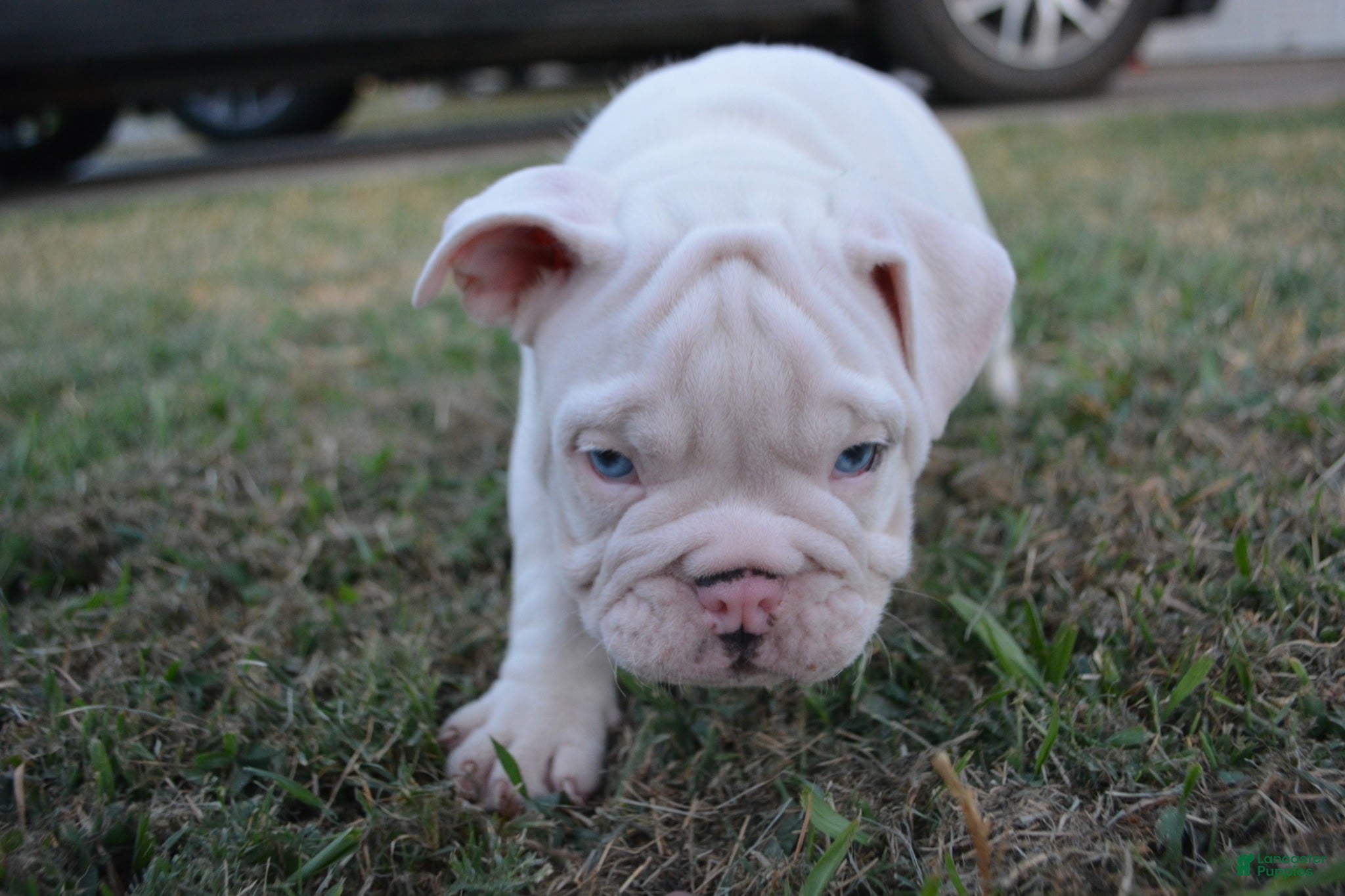 English Bulldog dogs for sale: Ghost - Ad 4