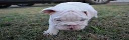 English Bulldog dogs for sale: Ghost - Ad 1