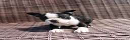 Boston Terrier dogs for sale: Cody - Ad 4