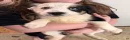 Border Collie dogs for sale: Border Collie 1 - Ad 1