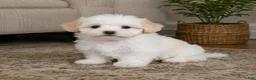 Maltipoo dogs for sale: Lily - Ad 7